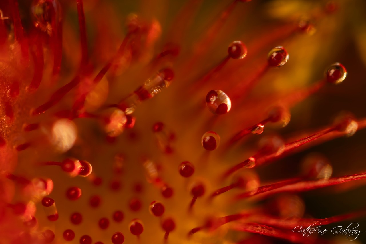 Photo de fleur en macro